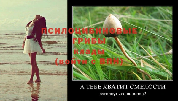 шишки Белокуриха